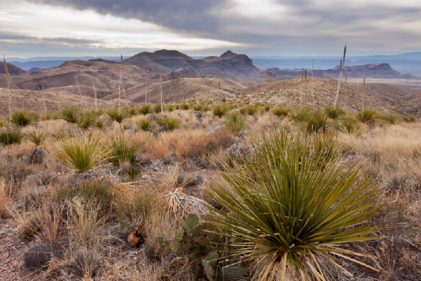 Desert Landscape