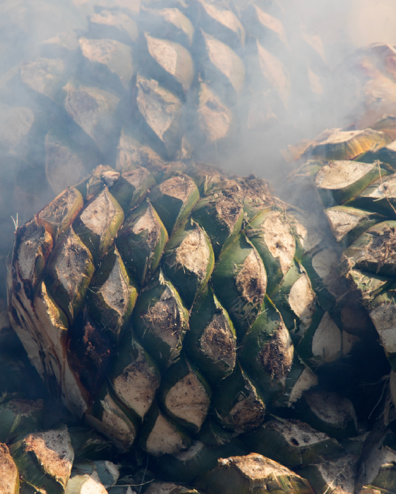 Image of Sotol pineapple cooking to begin the process of production